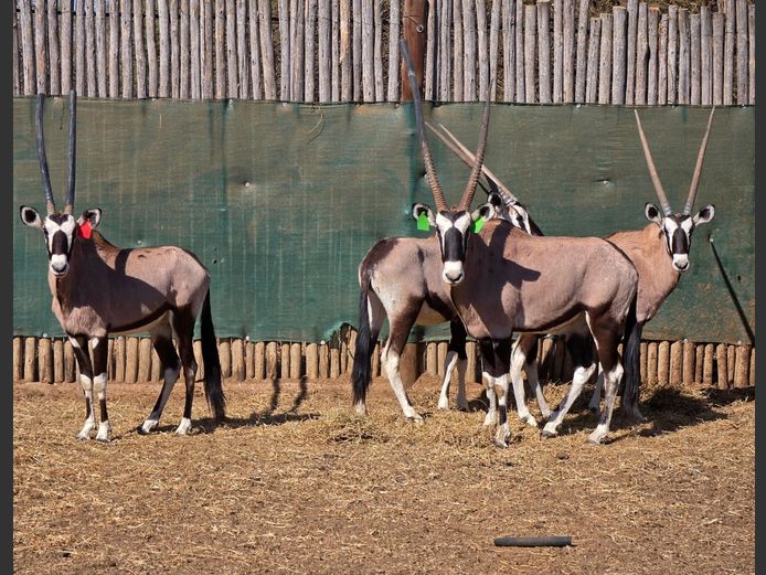 GEMSBOK | 258 FARMS