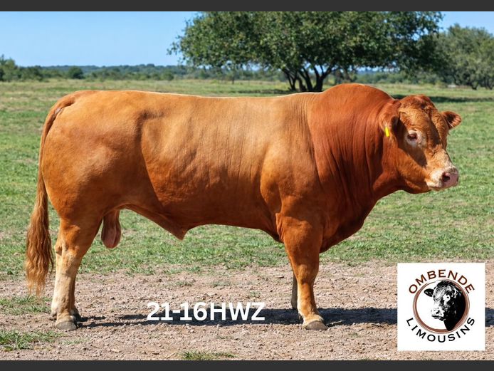 21-0016HWZ | OMBENDE LIMOUSINS