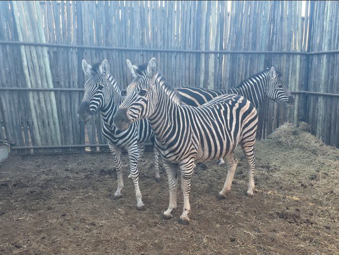 ZEBRAS | HANLEY