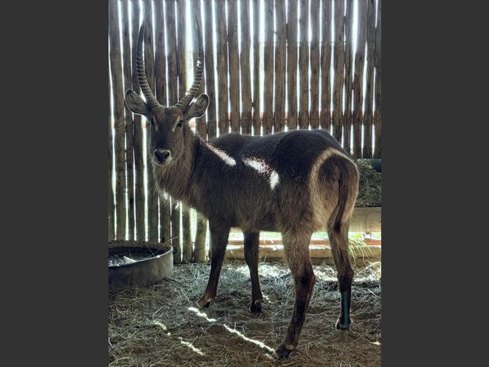 Waterbok Bul