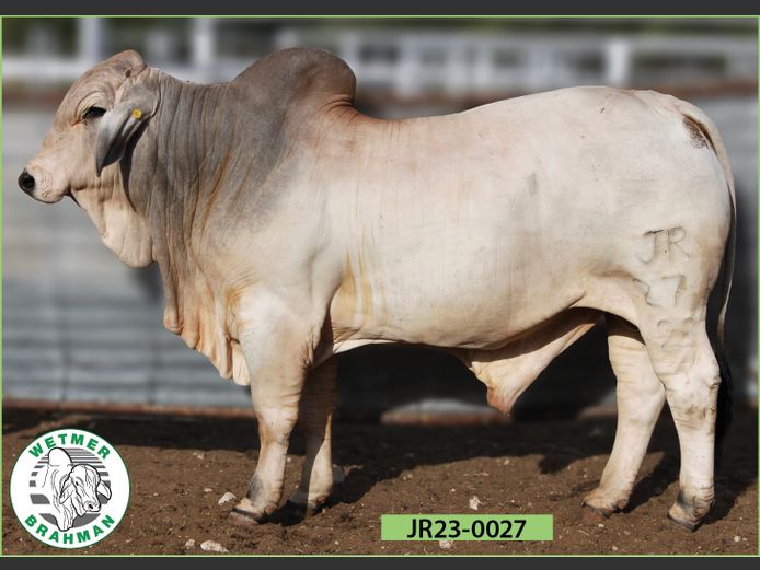 23-0027JR | WETMER BRAHMAN