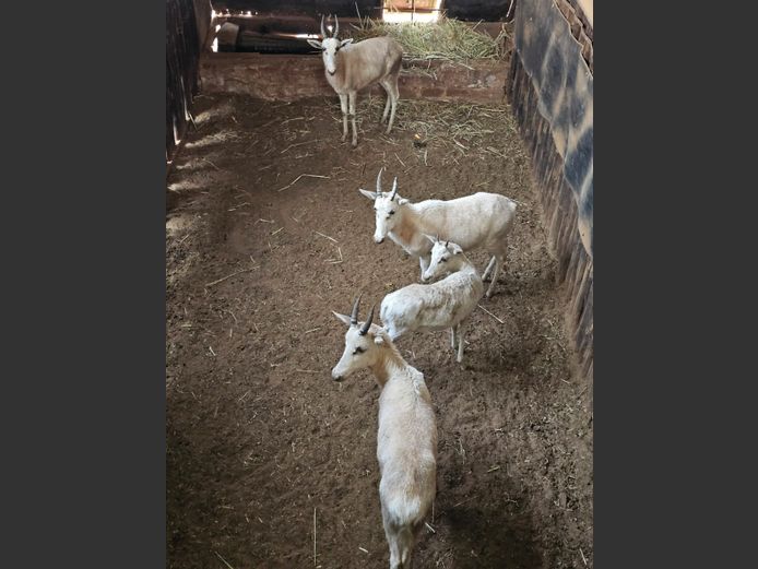 WHITE BLESBUCK | HELICON