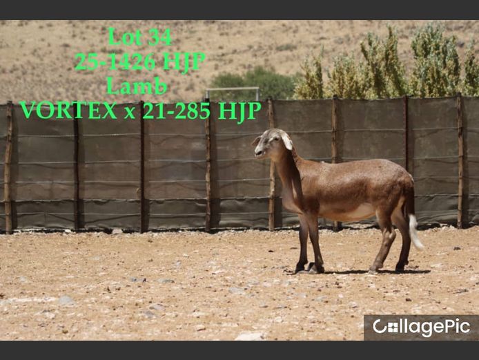 25-1426 HJP | 25-1435 HJP | 25-1438 HJP | SORENTO MEATMASTERS