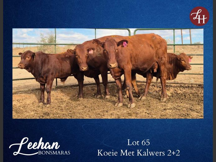 Commercial Animals | Leehan Bonsmaras