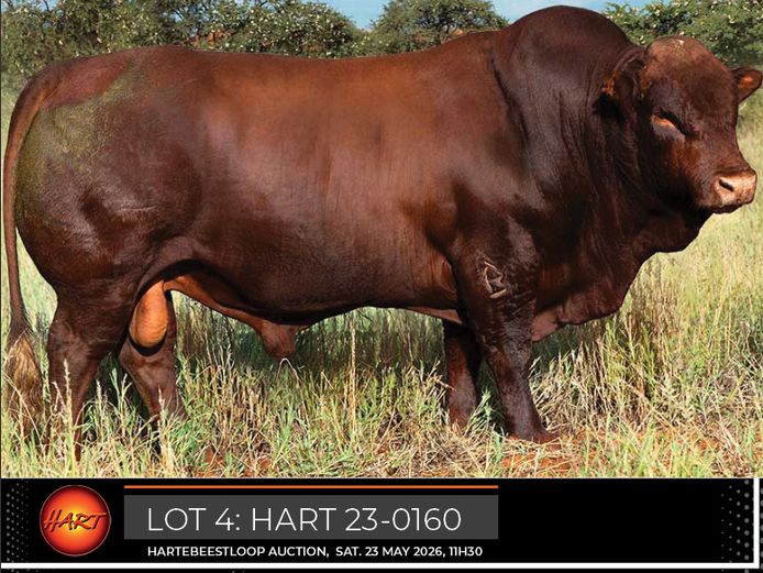 HART230160HH(c) | HARTEBEESTLOOP BONSMARA