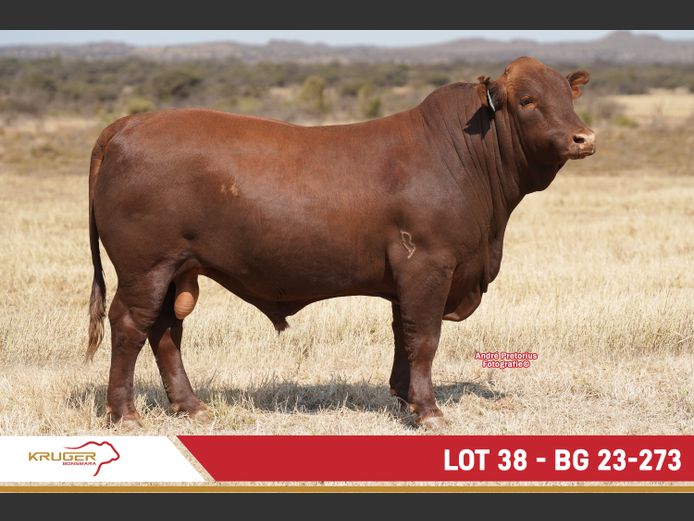 BG230273 | KRUGER BOERDERY