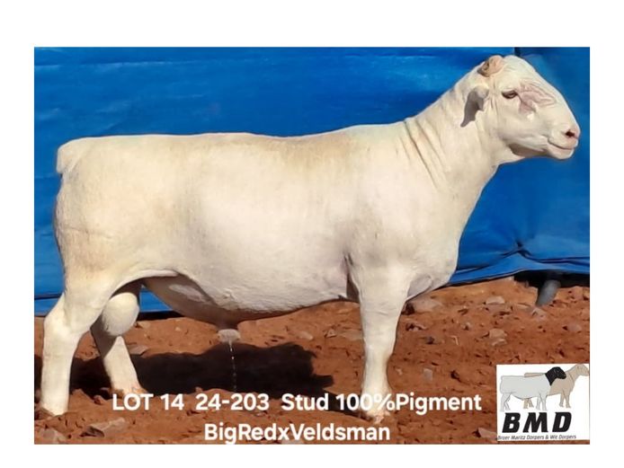 24-203 | BROER MARITZ DORPERS