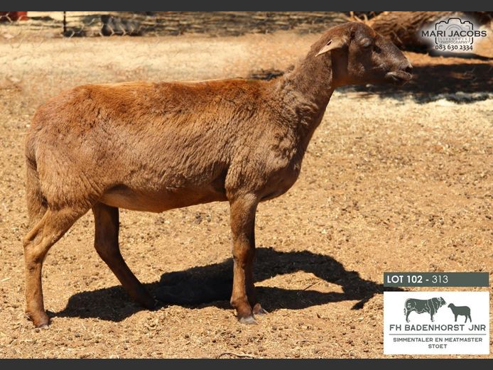 313 | FH Badenhorst JNR