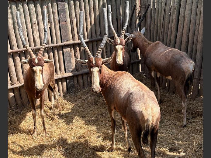Blesbok Ramme