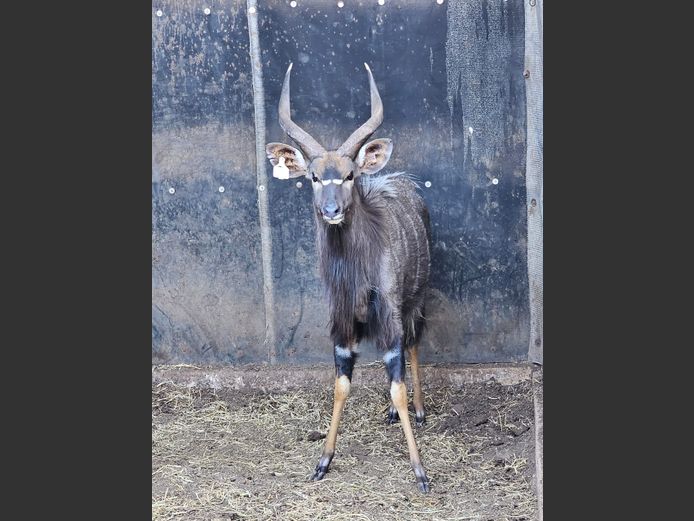 NYALA | WJ WILD