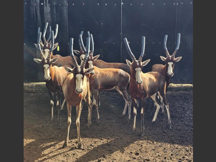BLESBOK | NYLSVLEI