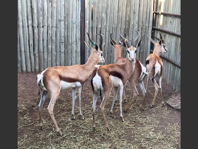Springbok