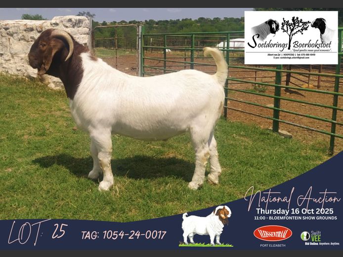 1054-24-0017 | Albert van Zyl (Soetdorings Boerbokstoet)