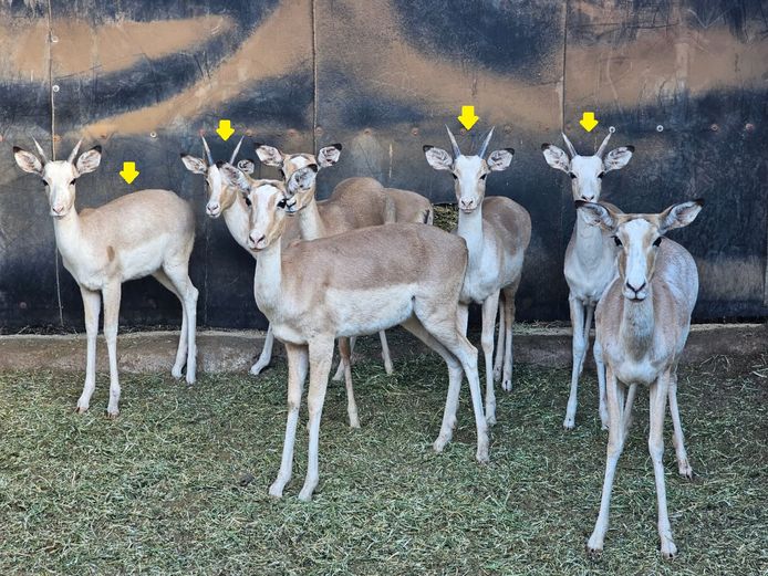 WHITE FLANKED IMP | @ MARULA