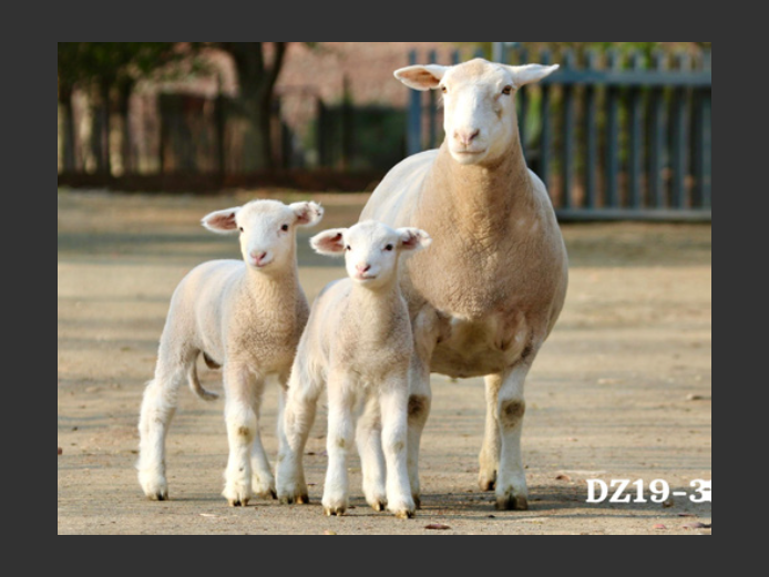 DZ  190331 | 2 STEYNS BOERDERY