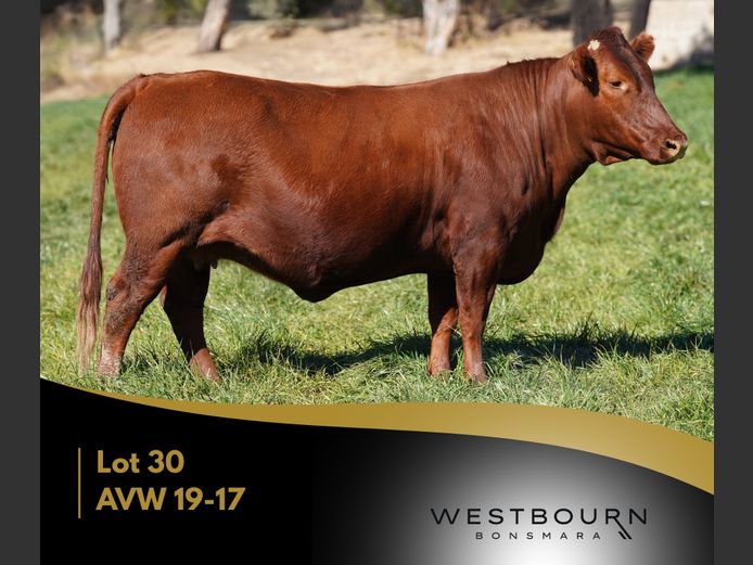 AVW 190017 | WESTBOURN BONSMARAS