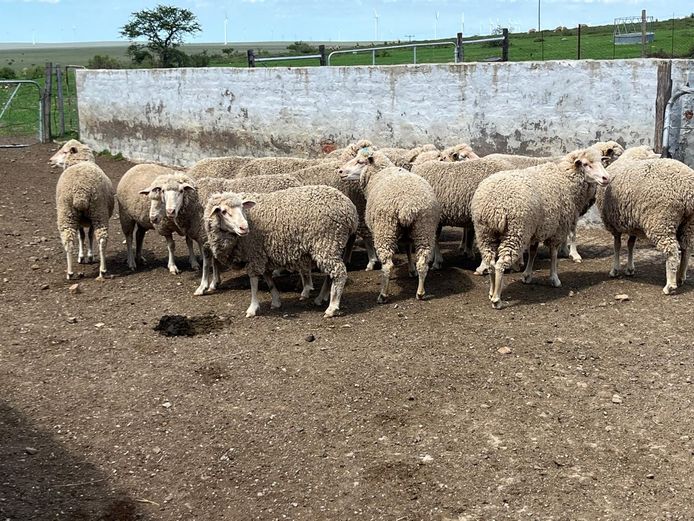 Ewes | JP Hobson & Sons