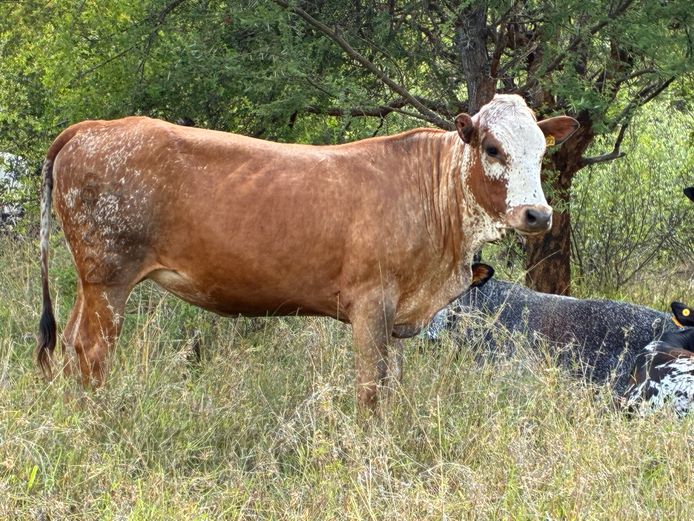 BA 230022 | BERGALLEEN BOERDERY CC