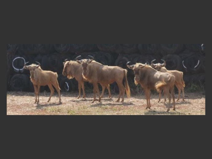 GOLDEN GNU