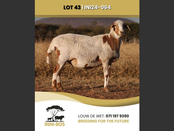 INI 24-064 | INI-BOS BOSVELDER
