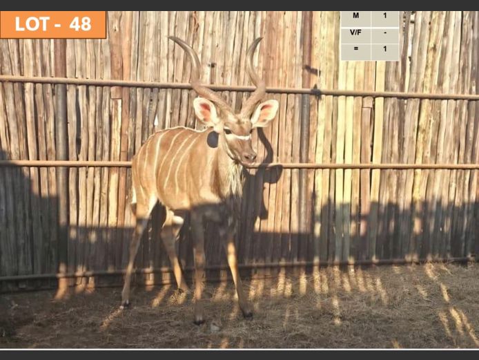 Kudu Bul