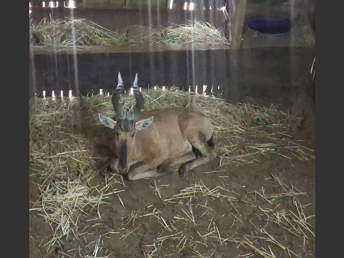 RED HARTEBEEST | HIGHLAND