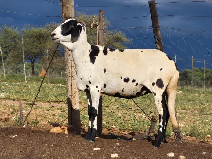 082 | DPJ JANSEN VAN VUUREN