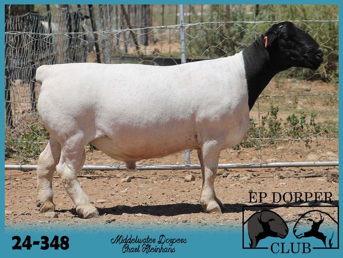 24-348 | Charl Kleinhans - Middelwater Dorper