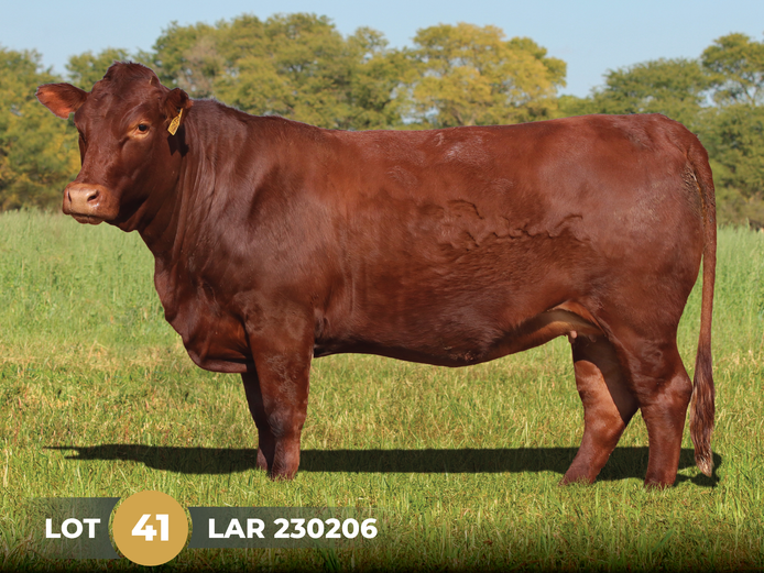 LAR 230206 | UP GEORGE FARMS CC
