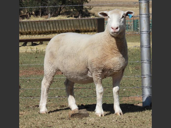 MK 220010 | M. KLOPPER