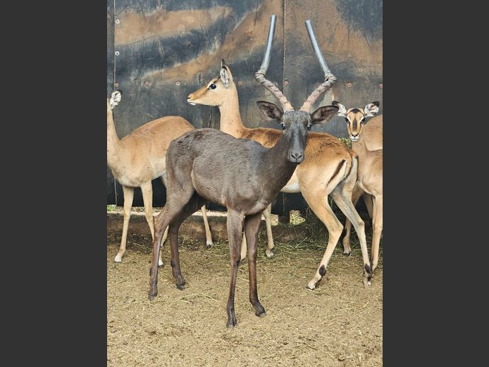BLACK IMPALA | DE KOK BDY