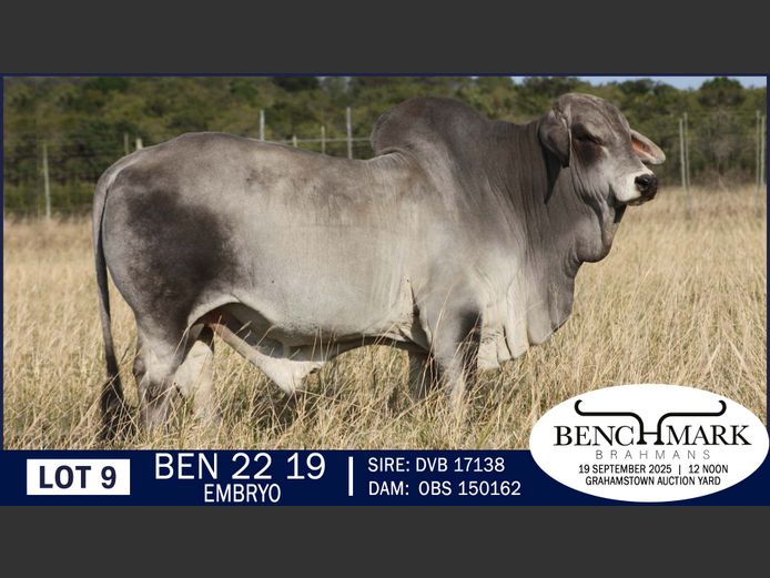BEN2219 | NO 8 CATTLE COMPANY