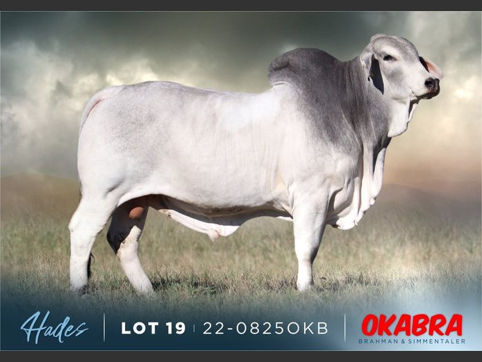 22-0825OKB | OKABRA BRAHMAN