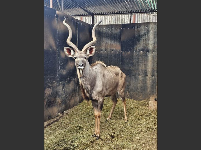 KUDU | HARLOU