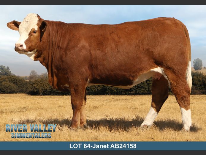 AB24158 | PA ABRAHAMSE