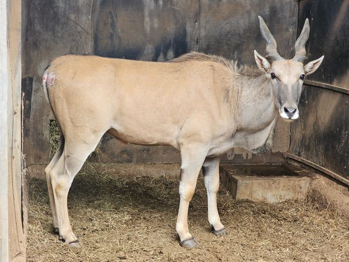 ELAND | LEBENKELE