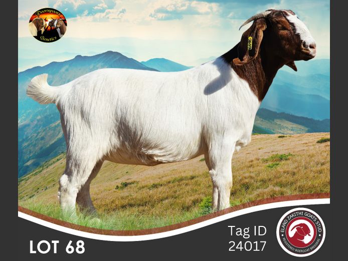 240017 | ELAND ZAKITHI BOER GOAT STUD