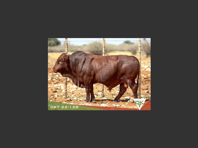 DKT 220128 | DKT BONSMARA