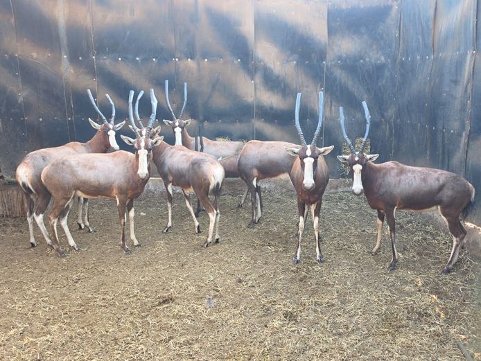 BLESBOK | HUGOMOND BOERDERY