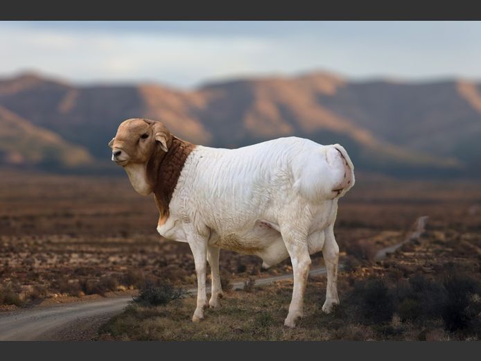 24./2 | Dirk Lötter