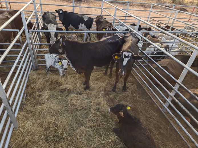 VAN NIEKERK PJ | DAIRY CATTLE 