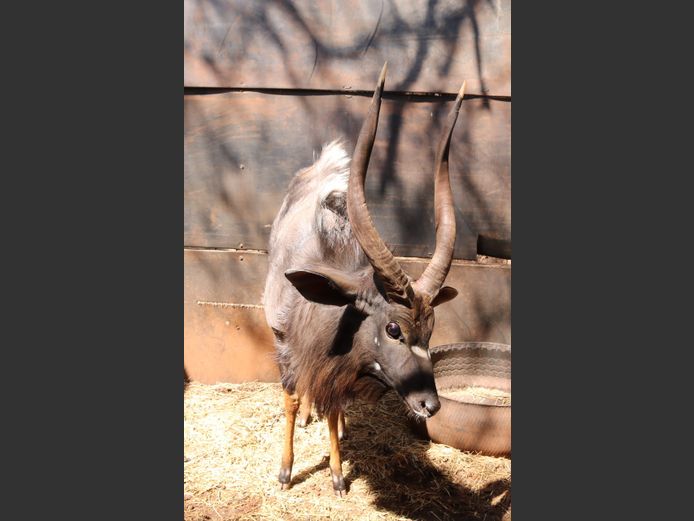 Njala