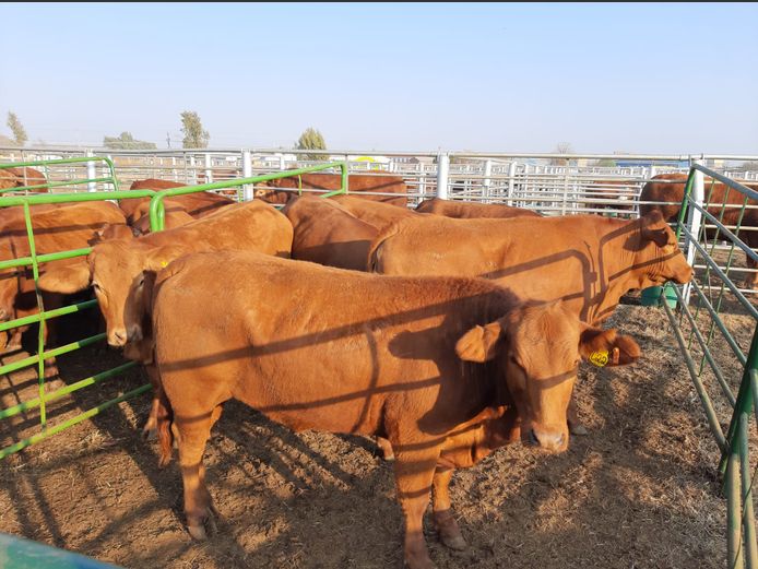 Pregnant Heifers