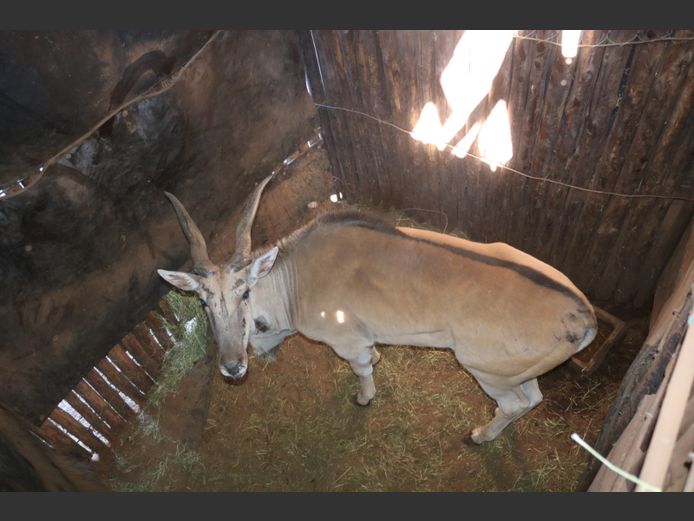 Eland
