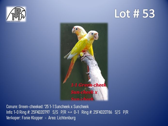 1-1 '25 Conure: Green-cheeked: Suncheek x Suncheek - Fanie Klopper