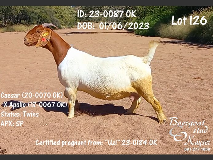 23-0087 OK | Kayser Boergoat Stud