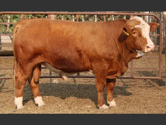 TG2286 | GUNZEL SIMMENTALER