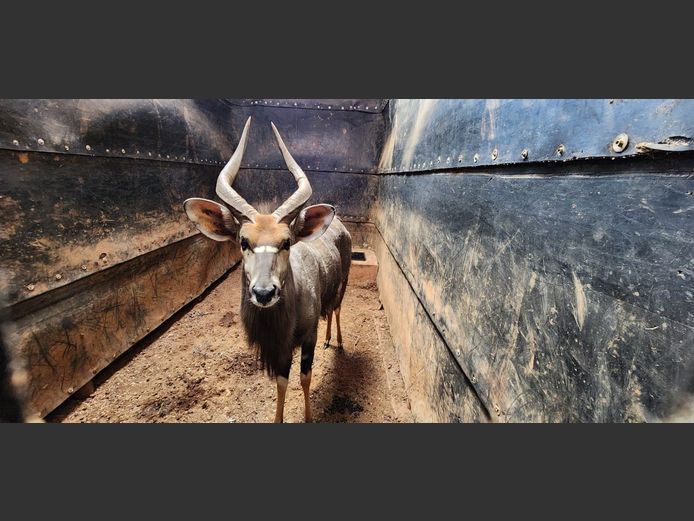 NYALA | Kudu ranch