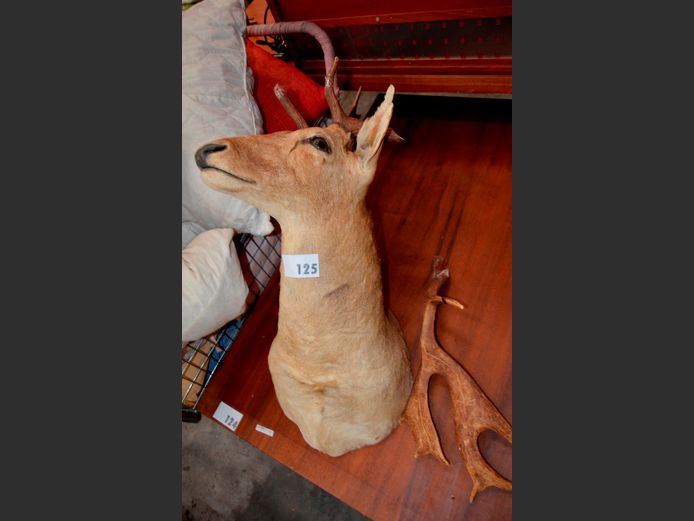 REINDEER TROPHY HEAD [Antlers broken], 90 x 57cm