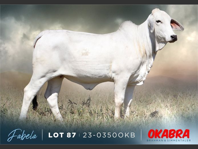 23-0350 OKB | OKABRA BRAHMAN